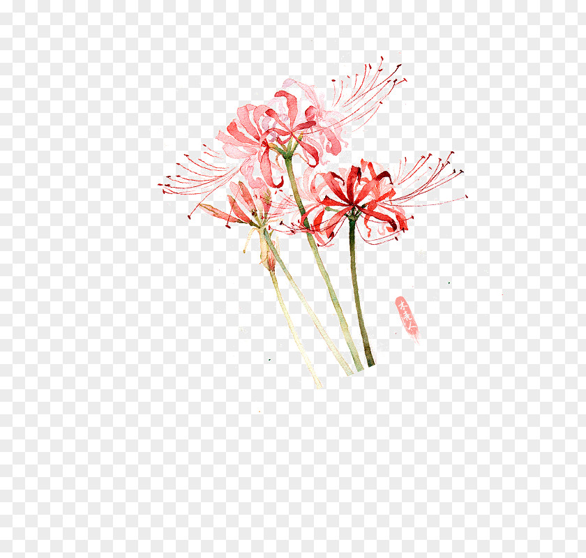 Red Spider Lily Image Adobe Photoshop Floral Design PNG