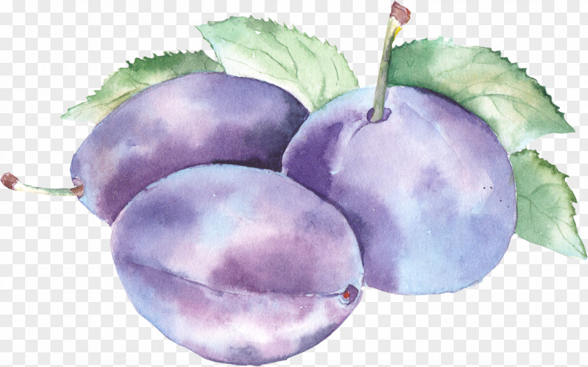 Blueberries Watercolor Painting Drawing PNG