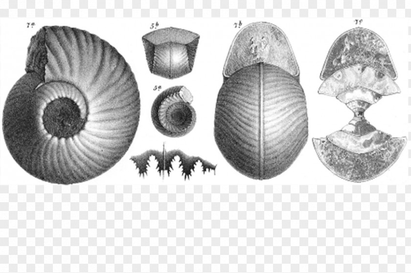 Design Cockle Nautiluses Conchology White PNG
