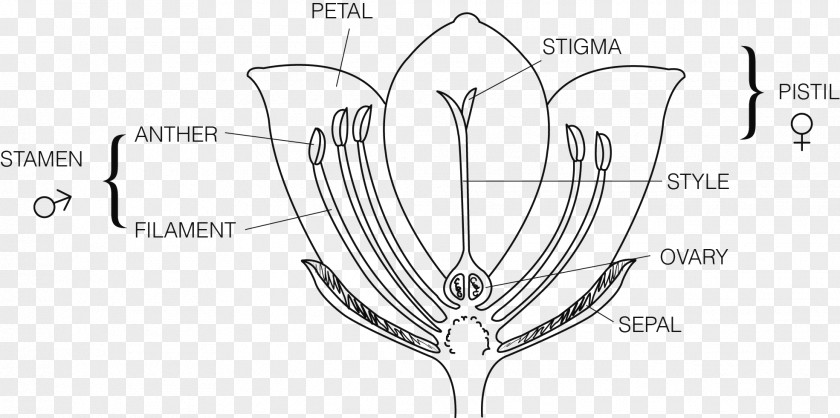 Flower Plant Reproduction Ovary Pseudanthium PNG