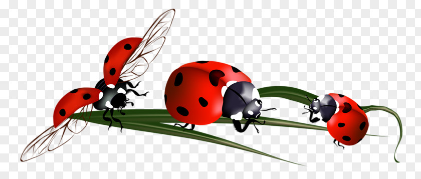 Hand-painted Beetle Clip Art PNG