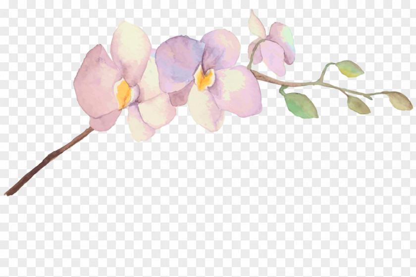 Orchids Flower Photography Photographer Clip Art PNG