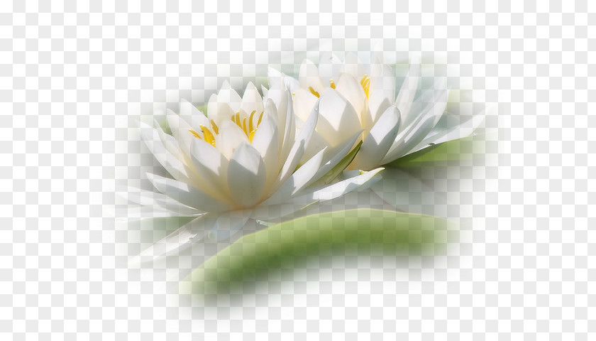 Thought Photography Flower Petal PNG