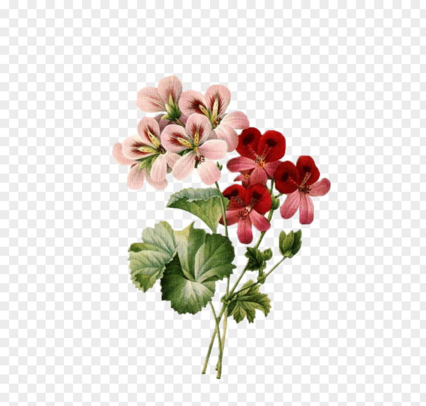 Botanical Flowers Flower Bouquet Vintage Clothing Floral Design Clip Art PNG