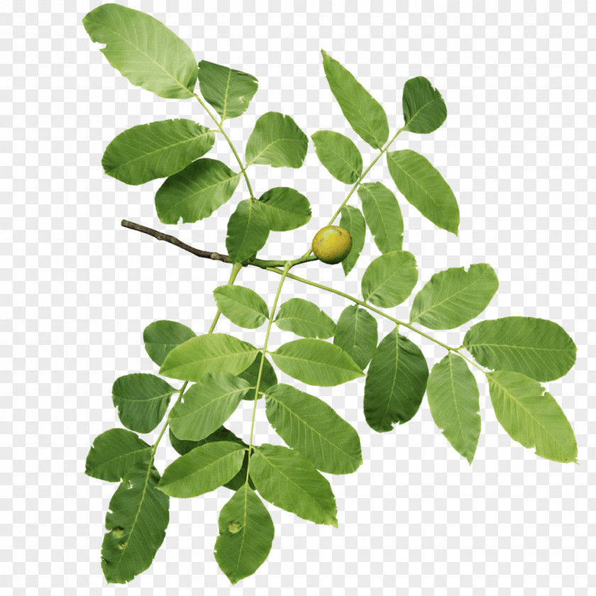 TWIG English Walnut Oak Twig Leaf Tree PNG
