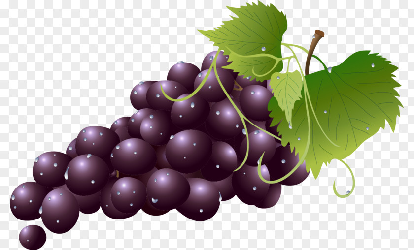 Zante Currant Vitis Grape Leaves Fruit Seedless Grapevine Family PNG