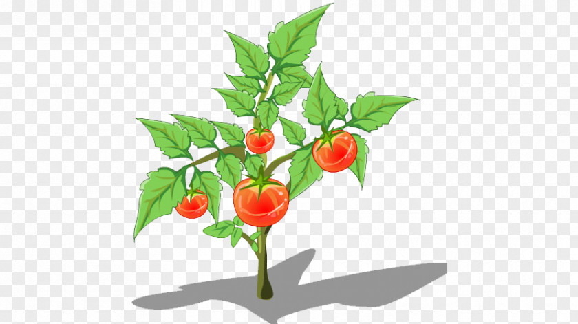 Cartoon Tomato Tree Birds Eye Chili Con Carne Plant PNG