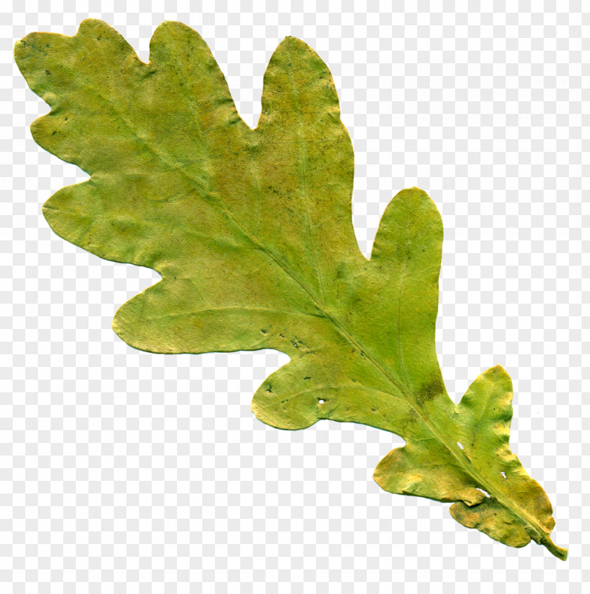 Leaf English Oak Clip Art PNG