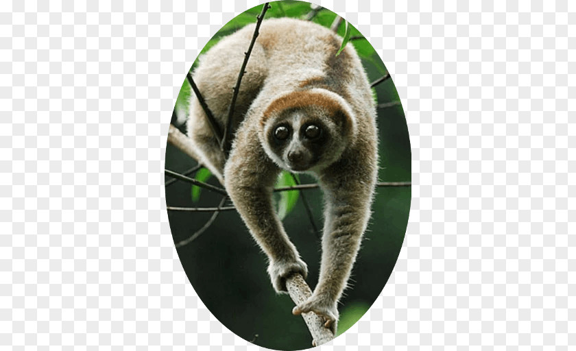 Monkey Primate Pygmy Slow Loris Nycticebus Kayan Sunda Bancanus PNG