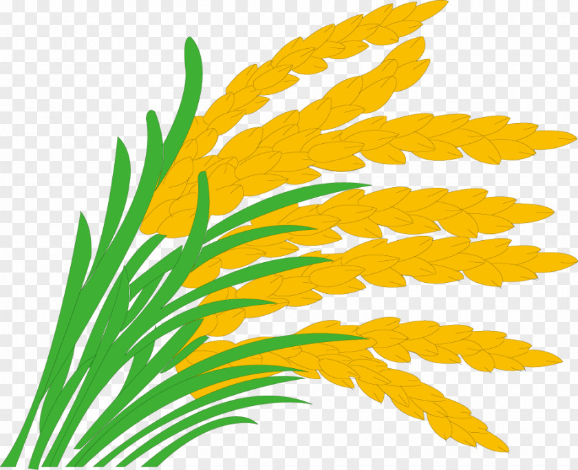 Paddy,rice,rice,hedao,rice Rice Paddy Field Grasses Clip Art PNG