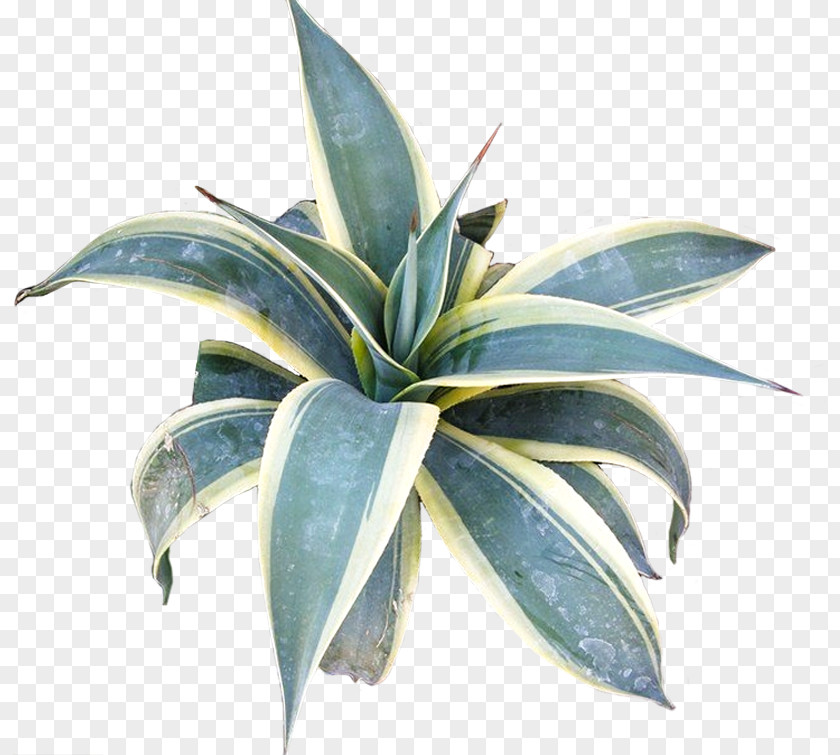 Agave Azul Flowerpot Leaf PNG