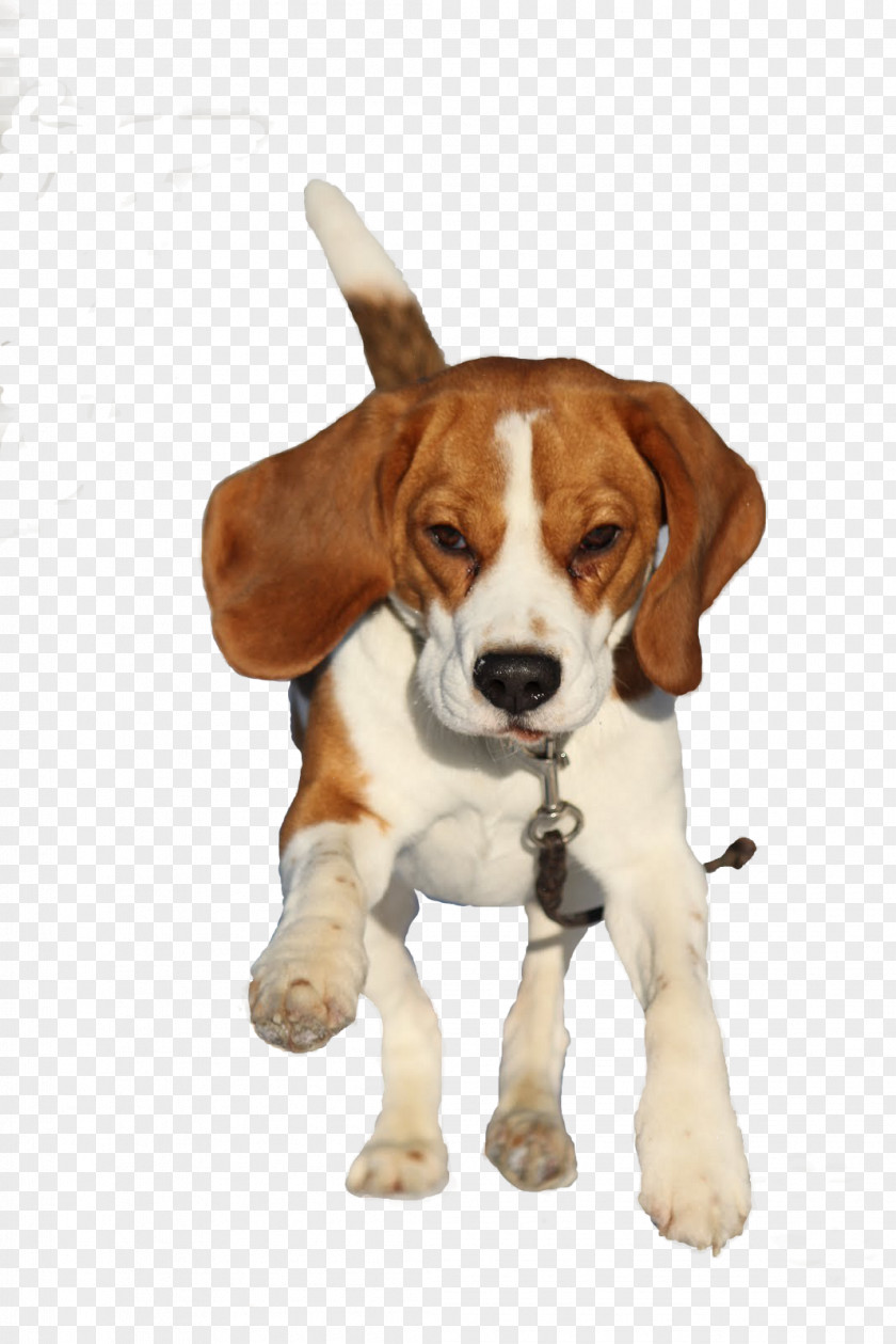 Barni Beagle-Harrier English Foxhound American PNG