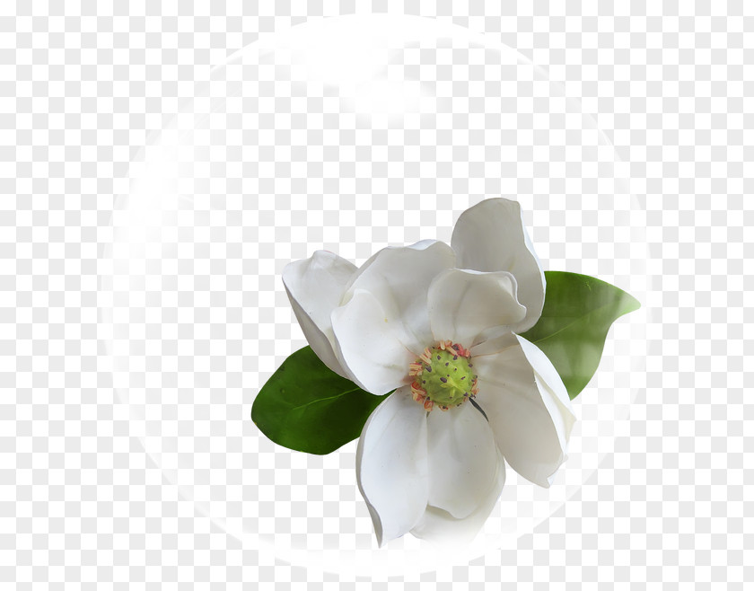 Bubble Flowers Cape Jasmine Flower White PNG