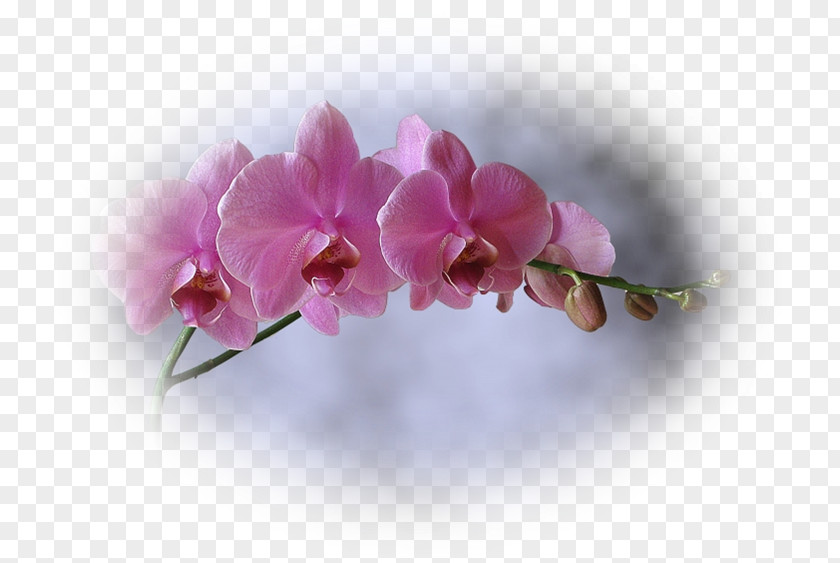 Coller Moth Orchids Pink M RTV Plant Stem PNG