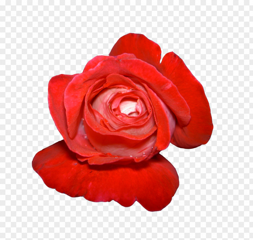 Flower Image Resolution Clip Art PNG