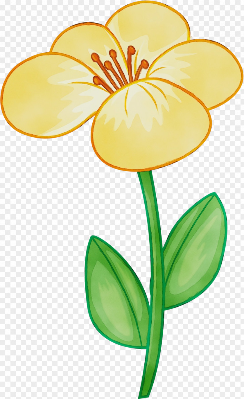 Flower Yellow Plant Petal Pedicel PNG