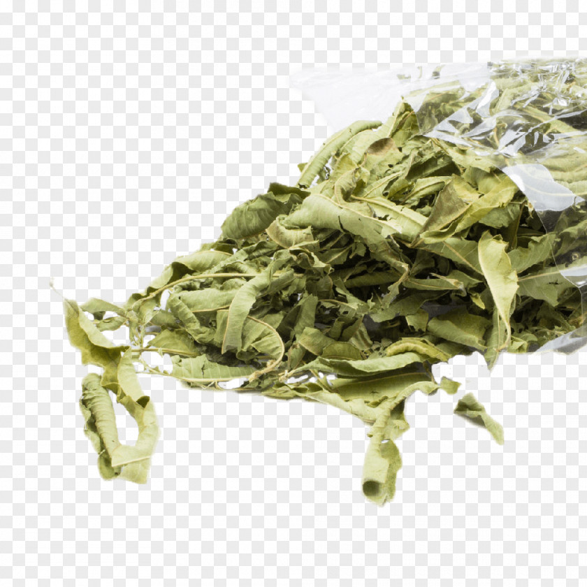 Leaf Sencha Vegetable PNG