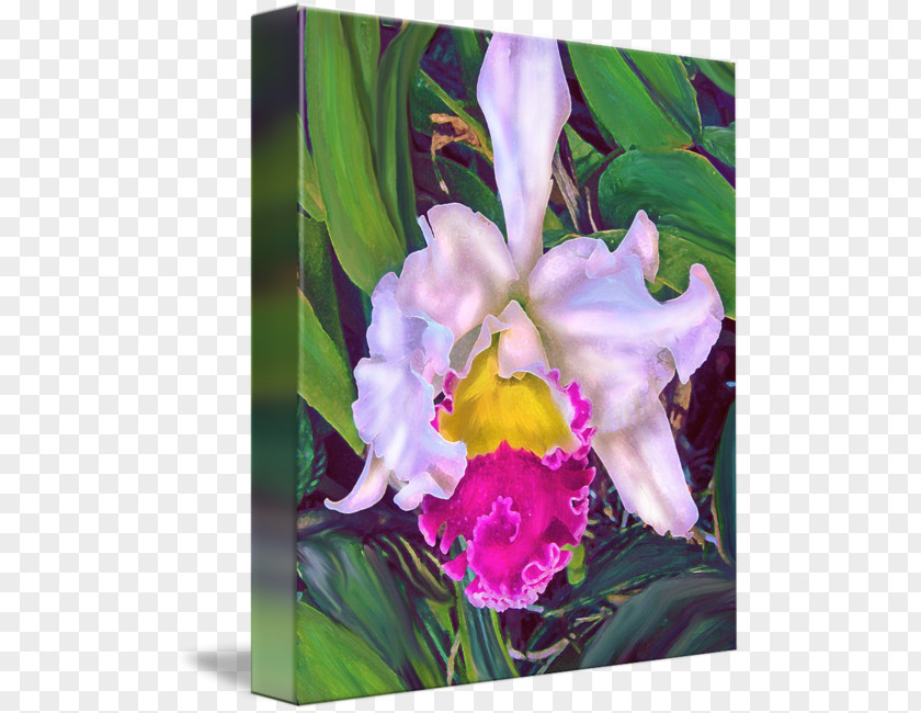 Tropical Orchid Crimson Cattleya Watercolor Painting Moth Orchids PNG