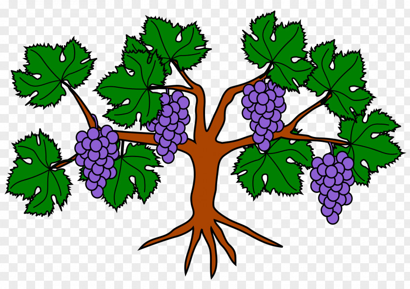 Vine Common Grape Wine Food PNG