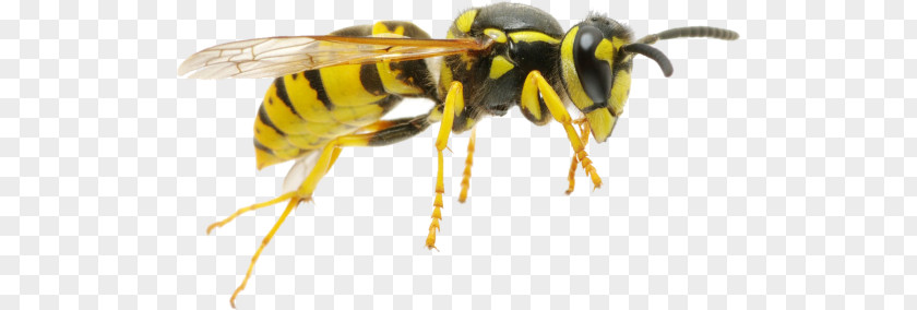 Bee Hornet Characteristics Of Common Wasps And Bees Insect PNG