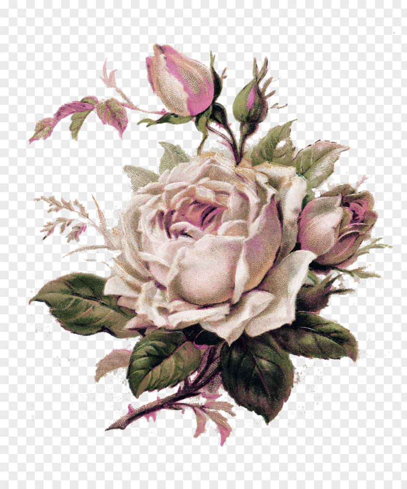 Botanical Vintage Roses: Beautiful Varieties For Home And Garden Tattoo Flower Clip Art PNG