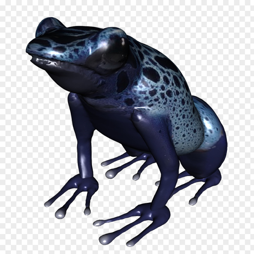 Frog True Amphibian Golden Toad PNG