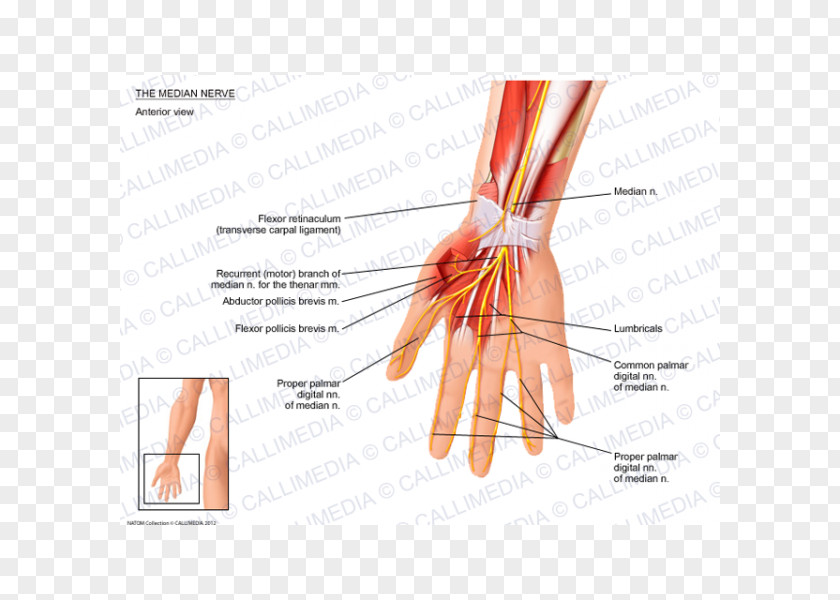 Hand Thumb Median Nerve Muscle Anatomy PNG