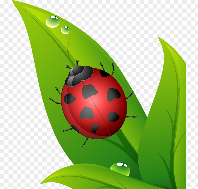 Ladybug Cartoon Plant Illustration PNG