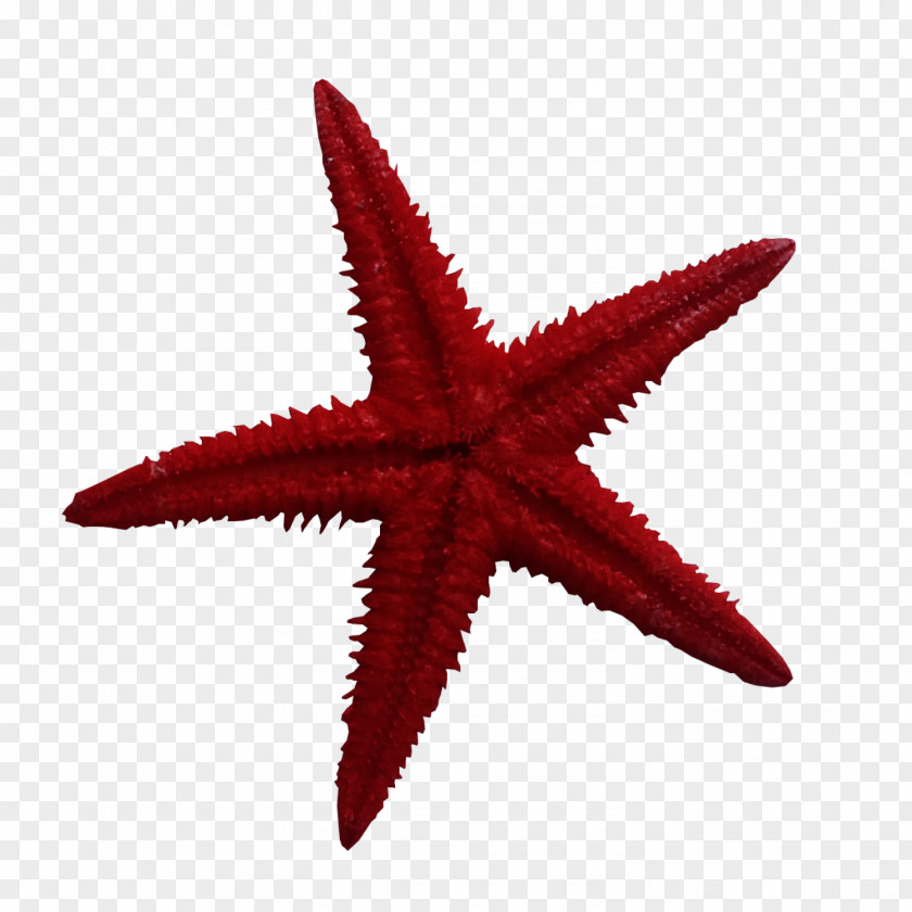 Red Starfish Icon PNG