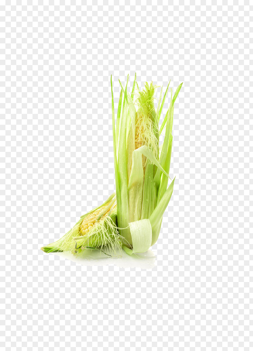 A Big Corn On The Cob Maize Kernel PNG