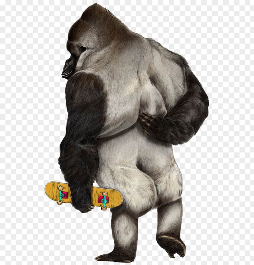 Cartoon Gorilla Western Ape Skateboarding Illustration PNG