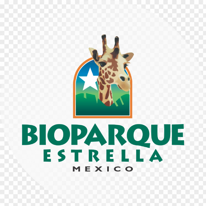 Giraffe Logo Bioparque Estrella Font Brand PNG