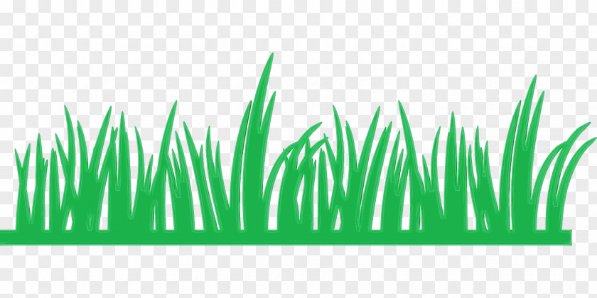 Green Grass Plant Family Leaf PNG