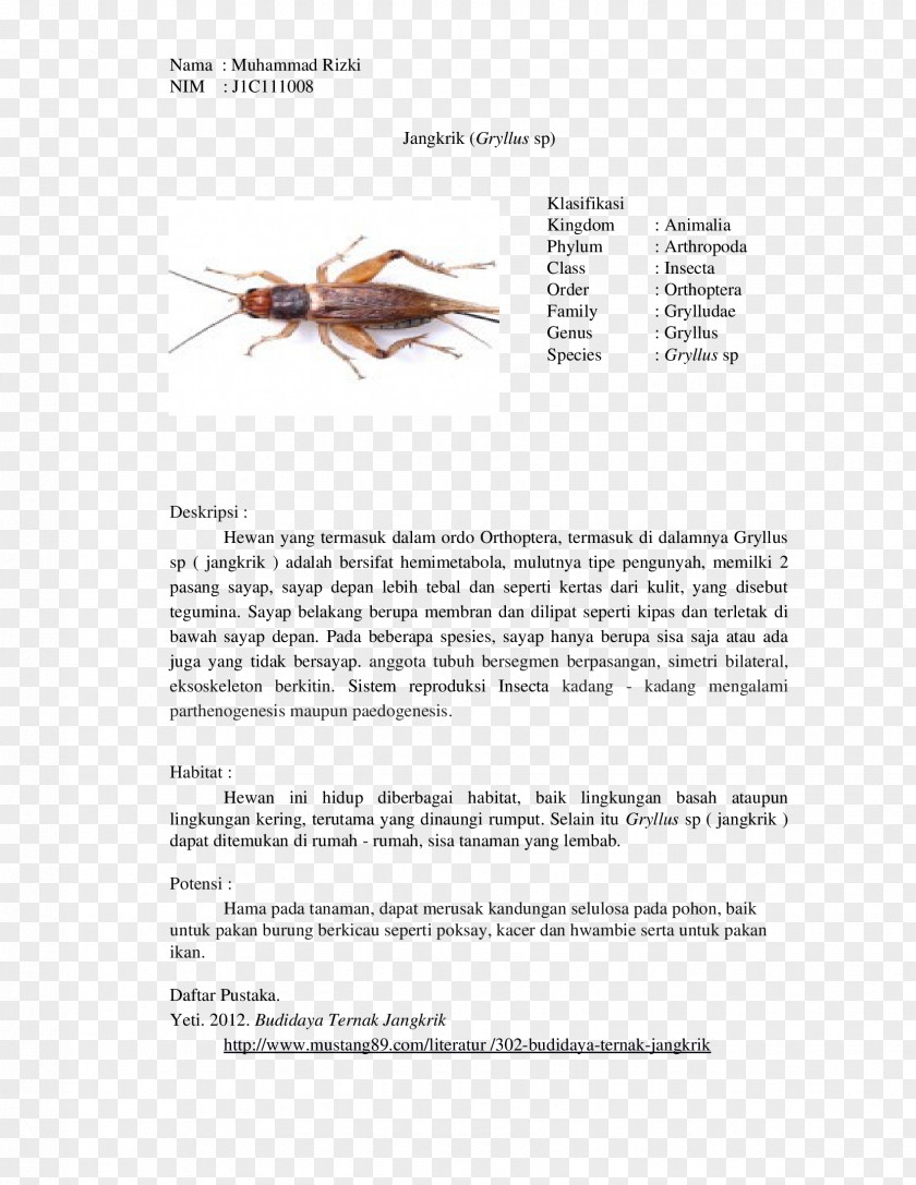 Insect Gryllus Cricket Orthoptera Biological Classification PNG