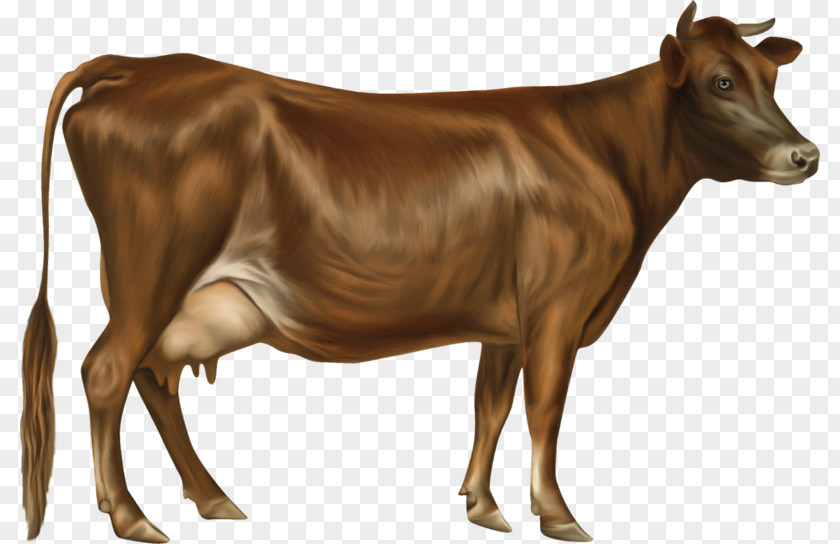 Jersey Cattle Holstein Friesian Guernsey Ayrshire PNG