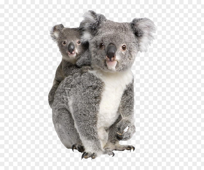 Koala Baby Billabong Zoo Bear Clip Art PNG