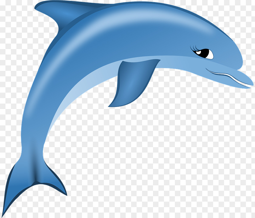 Dolphin Common Bottlenose Short-beaked Tucuxi Wholphin Rough-toothed PNG