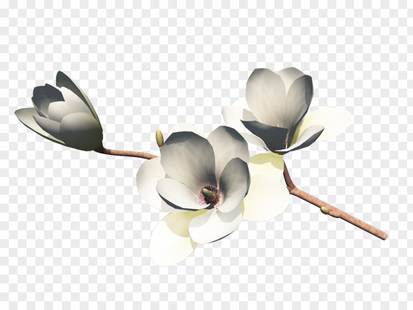 Flower Bouquet Petal Cut Flowers Nosegay PNG