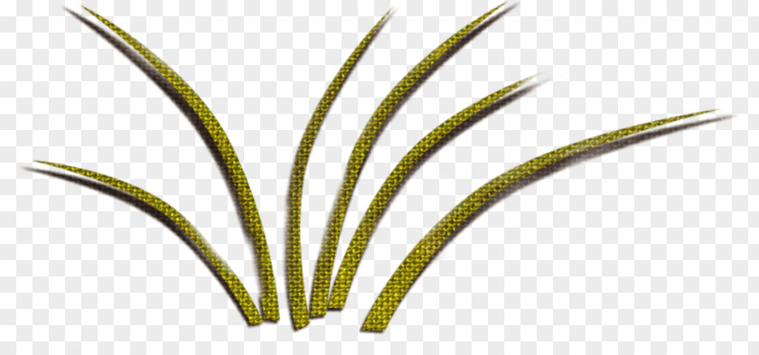 Green Grass Leaf Grasses Plant Stem PNG