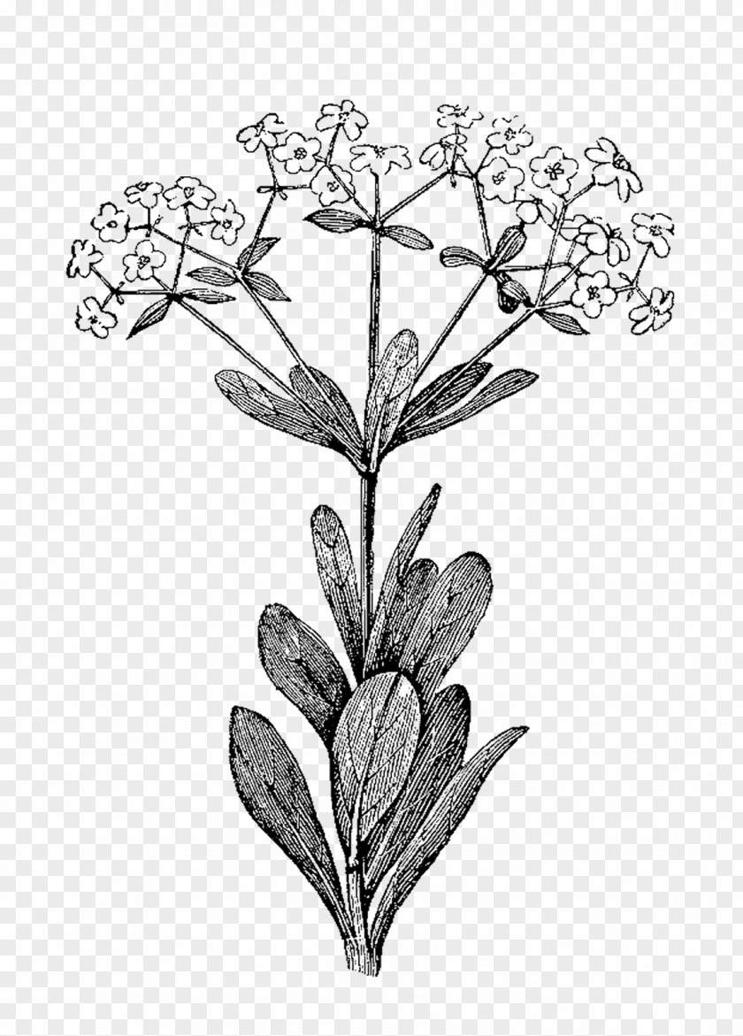 Herb Illustrations Botanical Illustration Botany PNG