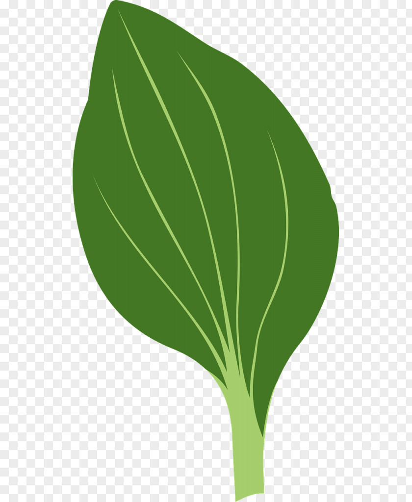 Leaf Drawing Clipart Clip Art Vector Graphics Image PNG