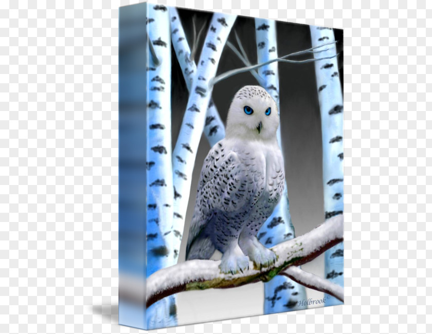 Owl Canvas Print Digital Art PNG