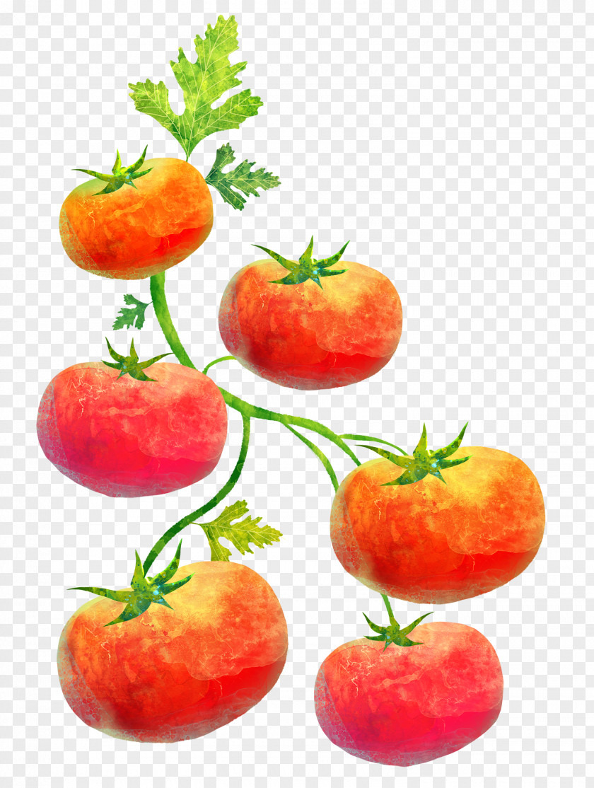 Painting Tomatoes Cartoon Poster Illustration PNG