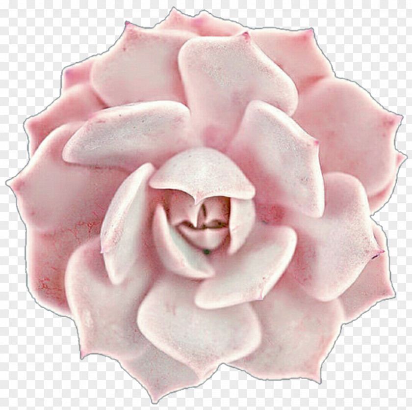 Suculent Pink Succulent Plant Garden Roses Wedding Invitation PNG