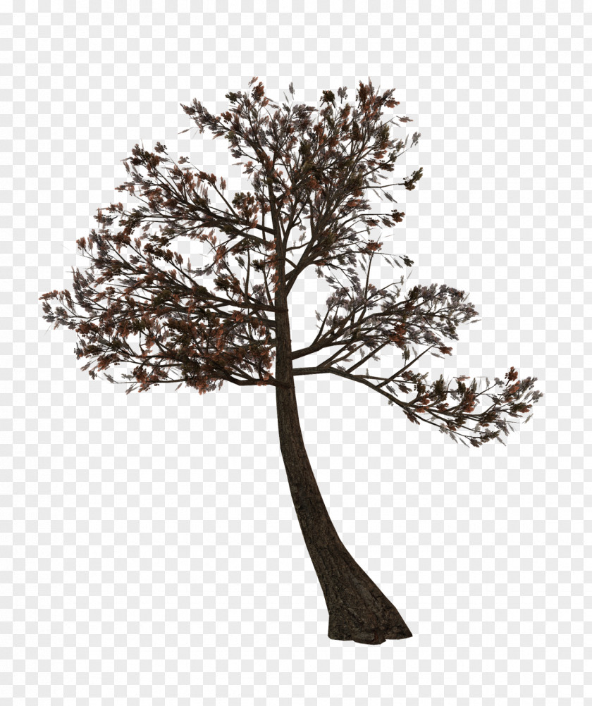 Vision Tree Grass Group Twig Albom Clip Art PNG