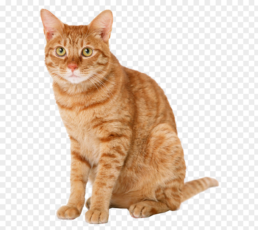 Yellow Cat Tabby Kitten Dog Domestic Short-haired PNG