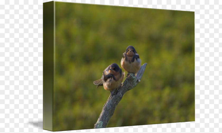 Baby Barn Swallow Garden Pond Lake Clip Art PNG