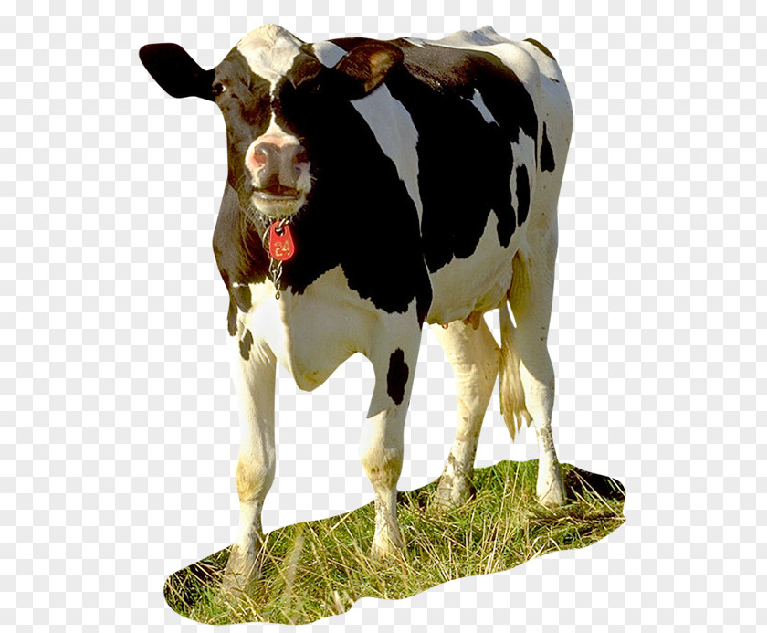 Bull Dairy Cattle Calf Taurine Baka Brown Swiss PNG