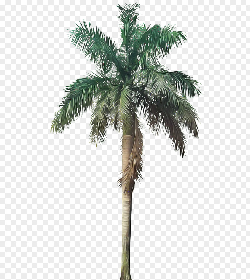 Coconut Borassus Flabellifer Palm Tree PNG