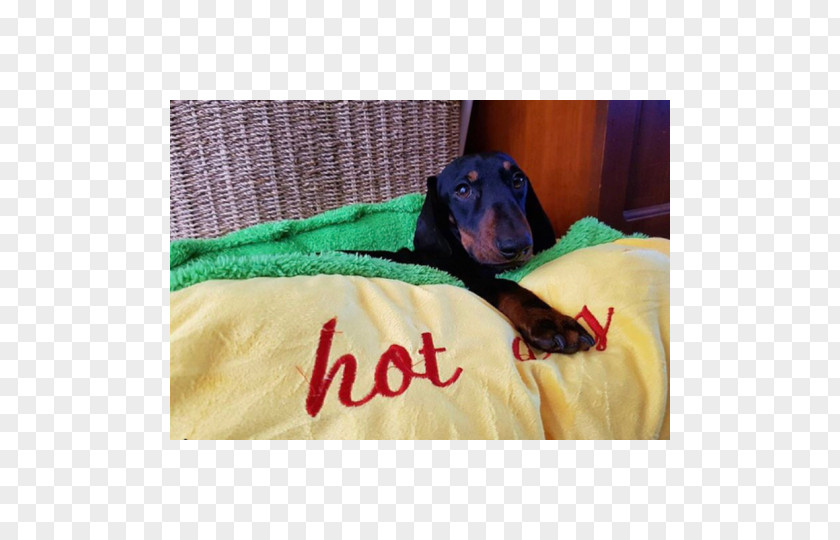 Dachshund Dog Breed Puppy Hot Bed PNG